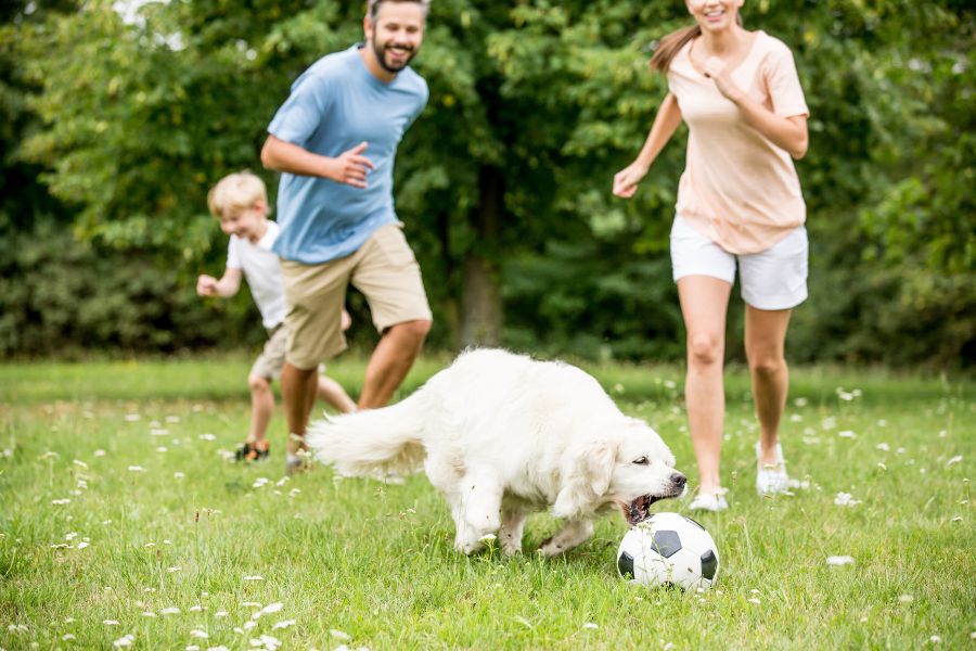 Family dog soccer outdoors